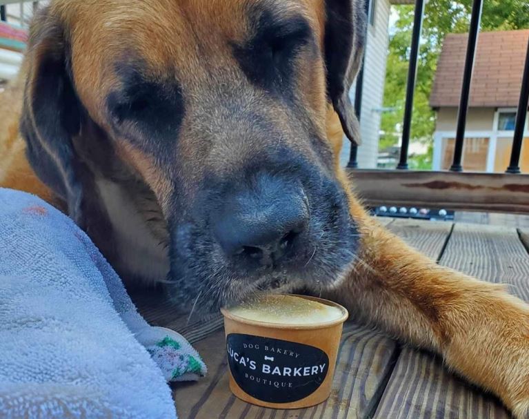 Local Dog enjoying Luca's Dog Ice cream treat